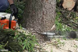 Reliable East Hampton North, NY Tree Removal Solutions