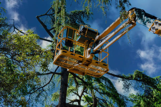 Leaf Removal in East Hampton North, NY
